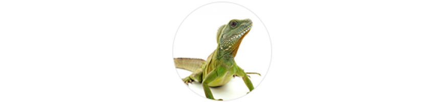 Green iguana