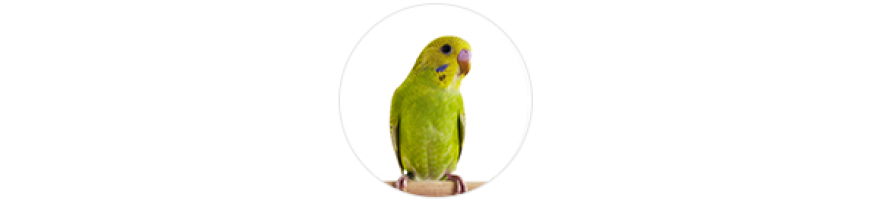 Parrot